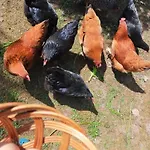 Çiftlik konaklama Siedlisko U Szczyglow *